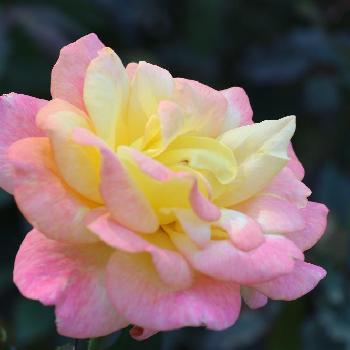 薔薇　リオサンバの画像 by Mr. マーさん | お出かけ先と薔薇　リオサンバと相模原北公園と花壇とEOSと薔薇愛同盟